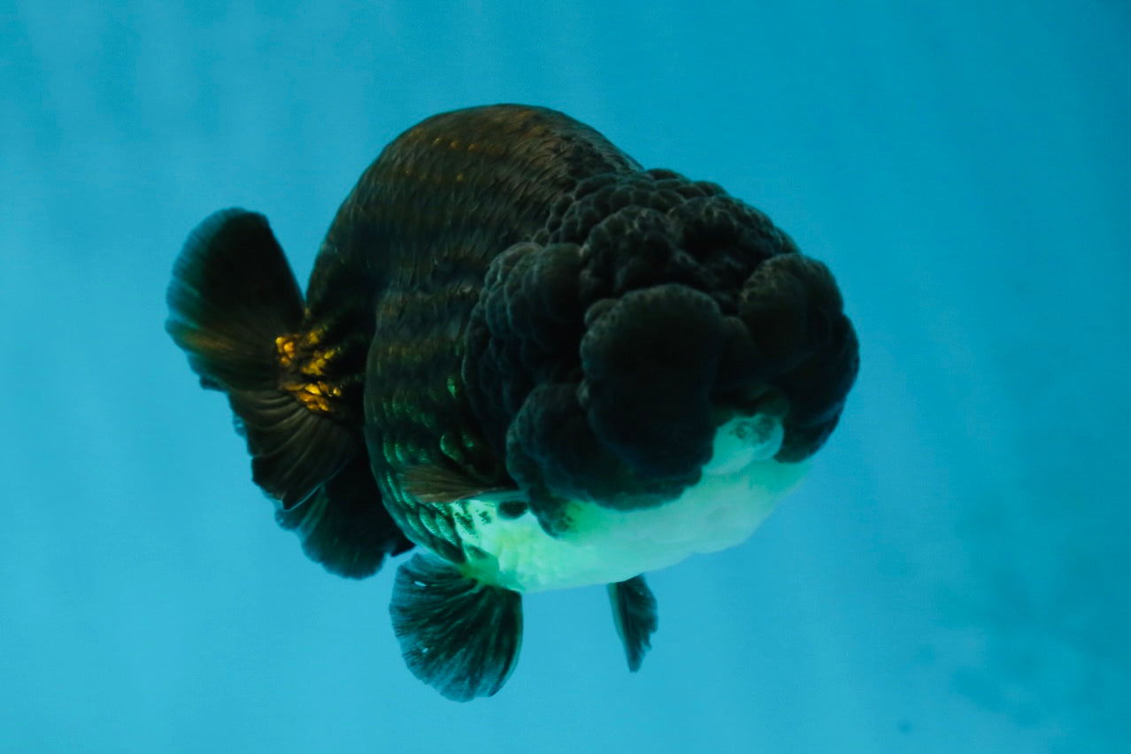 A Grade Black LionKing 4.5 inches #052325LC_19