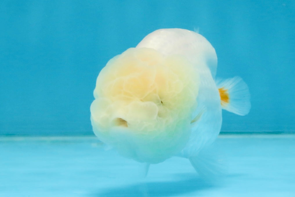 SNOW WHITE A Grade White LionQueen 3.5-4 inches #112825LC_05