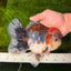CHUNKY AAA Grade Kirin Calico Oranda Male 6.5 inches #041026OR_02