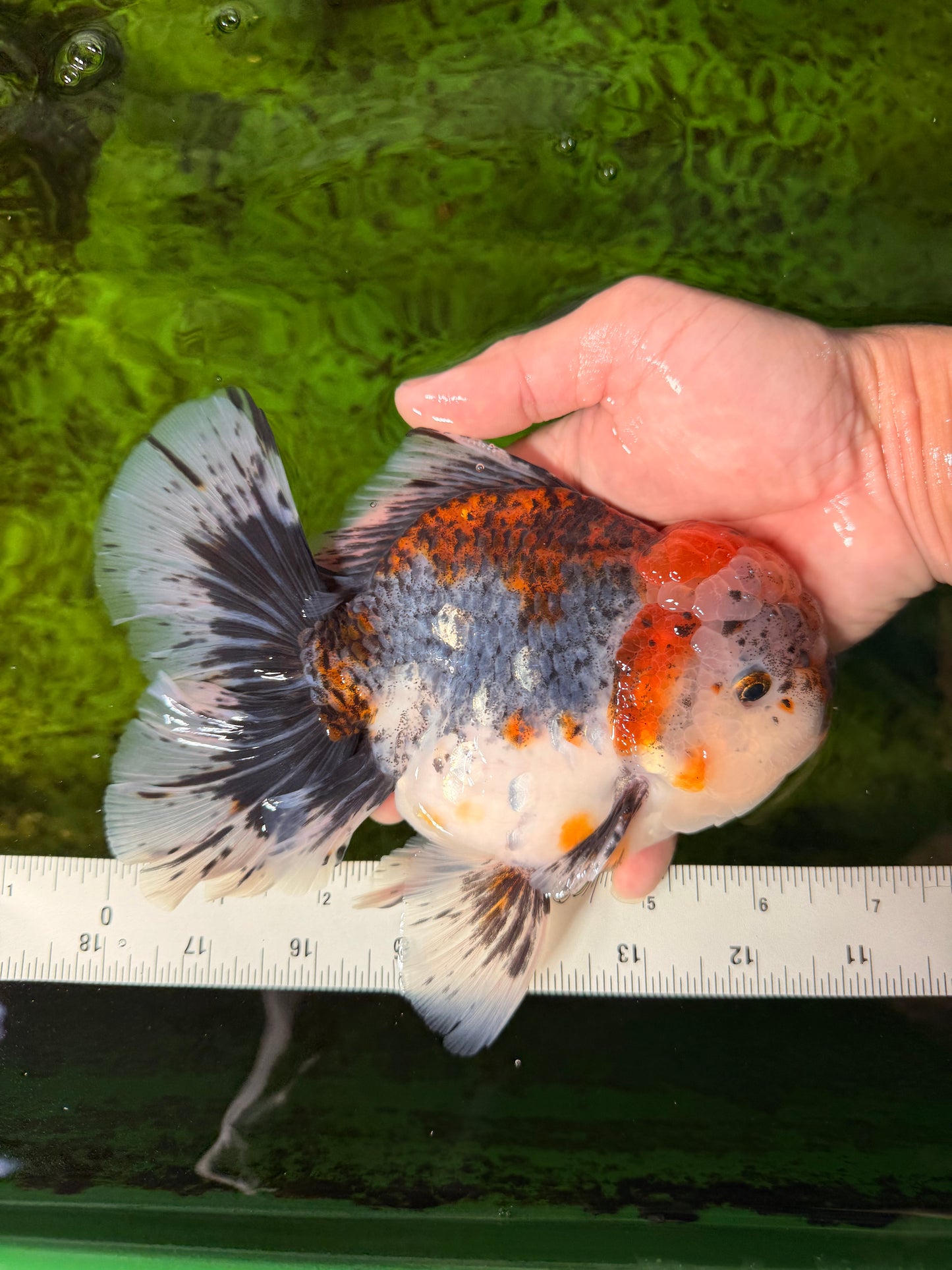 CHUNKY AAA Grade Kirin Calico Oranda Male 6.5 inches #041026OR_02