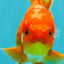 AAA Grade Red White Oranda Male 5.5 inches #080726OR_10