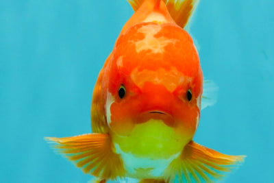 AAA Grade Red White Oranda Male 5.5 inches #080726OR_10