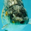 A Grade Strong Body Structure Tiger Ranchu Male 5-5.5 inches #081426RC_22
