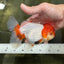 Red White Oranda Female 5.5 inches #110124OR_08