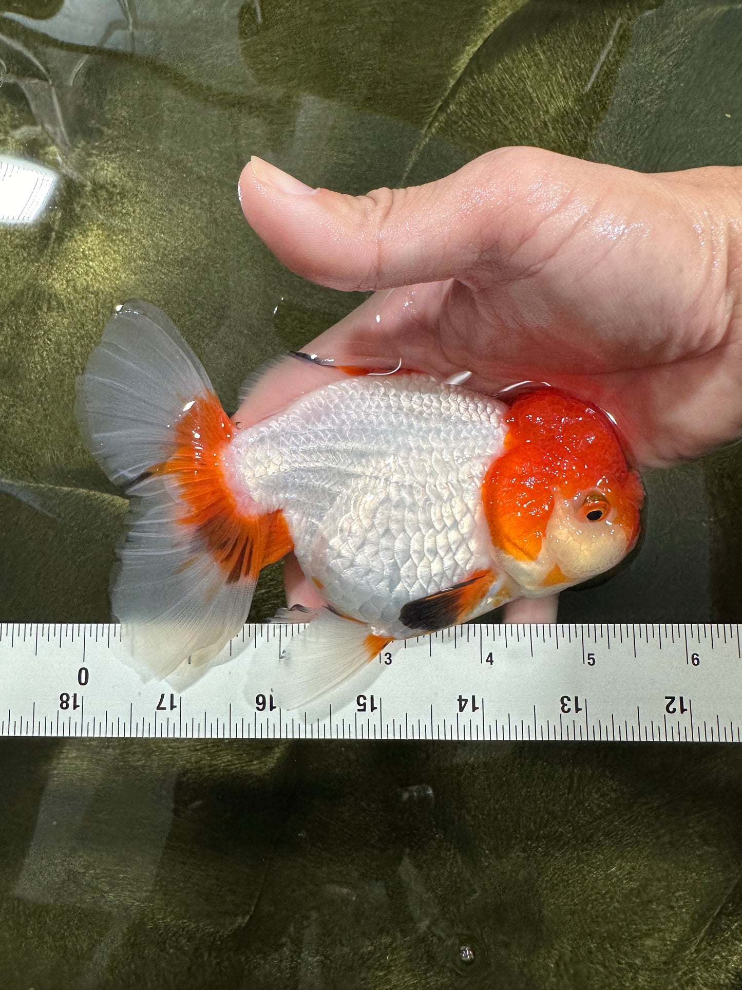 Red White Oranda Female 5.5 inches #110124OR_08