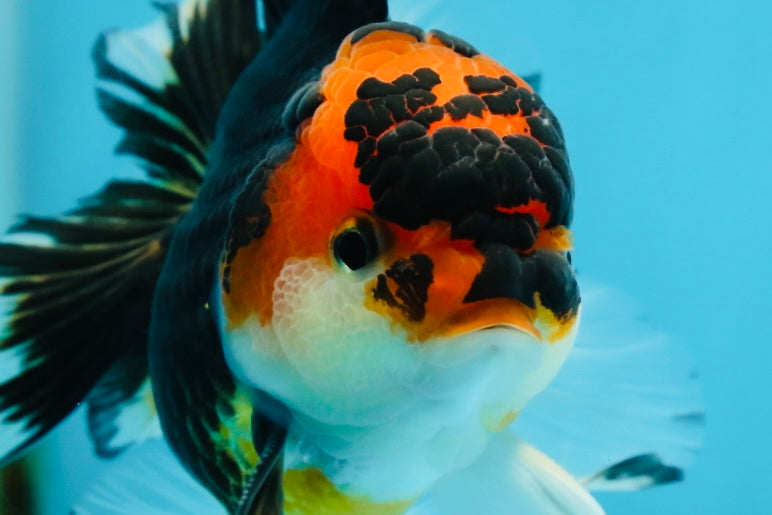 A Grade Young Tricolor Oranda Male 4.5 inches #061325_04