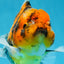 Tiger Oranda Female 6 inches #072525OR_21