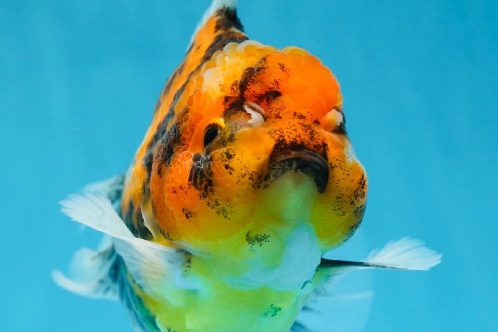 Tiger Oranda Female 6 inches #072525OR_21