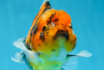 Tiger Oranda Female 6 inches #072525OR_21