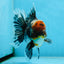 AAA Grade THICK BODY Calico Kirin Oranda Female 6 inches #080825OR_14