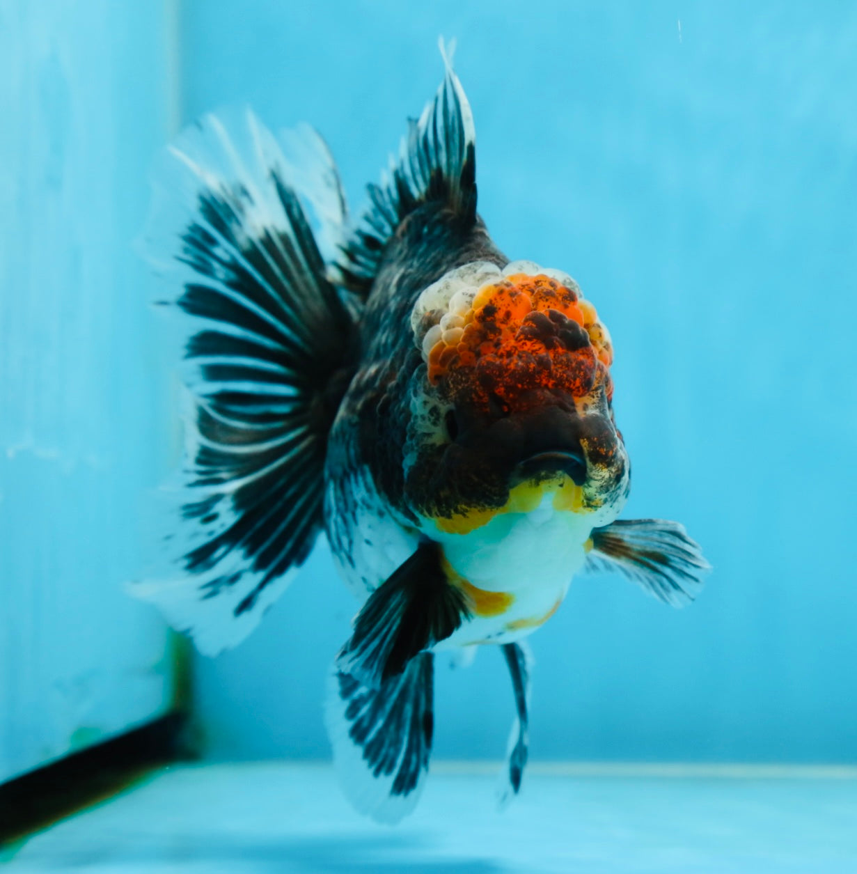 AAA Grade THICK BODY Calico Kirin Oranda Female 6 inches #080825OR_14