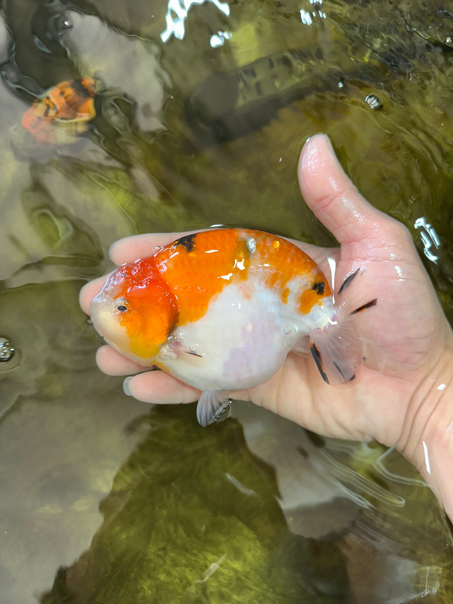 AAA Grade Strong Body Structure Sakura LionKing 5 inches #051625LC_08