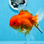 Femelle Sakura Oranda de qualité AAA 5,5 pouces #0712OR_03