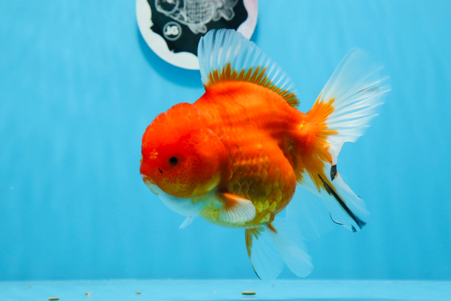 AAA Grade Cherry Sakura Oranda Female 5.5 inches #0712OR_03