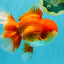 JUMBO A Grade Godzilla Red White Oranda Male 7 inches #031326OR_03