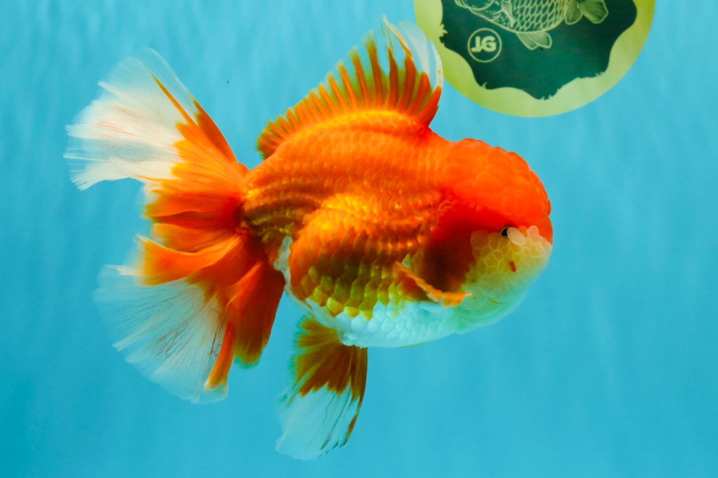 JUMBO A Grade Godzilla Red White Oranda Male 7 inches #031326OR_03