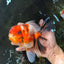 AAA Grade BEAUTY Tricolor Sakura Oranda Female 6 inches #082225OR_06