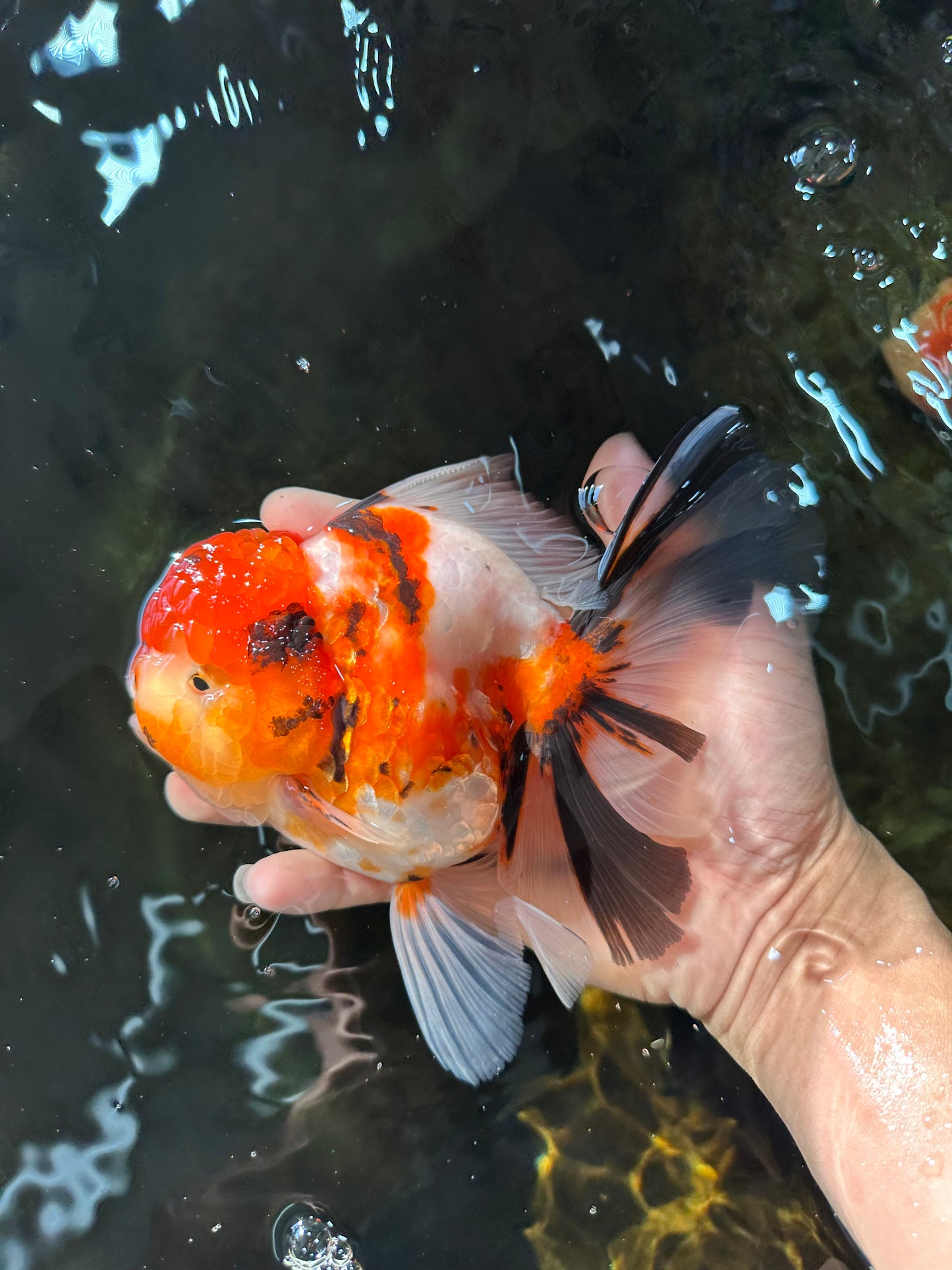 AAA Grade BEAUTY Tricolor Sakura Oranda Female 6 inches #082225OR_06