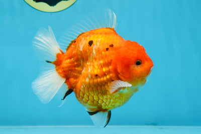 PUMPKIN A Grade  Sakura Yuanbao Male 4.5 inches #101725YB_29