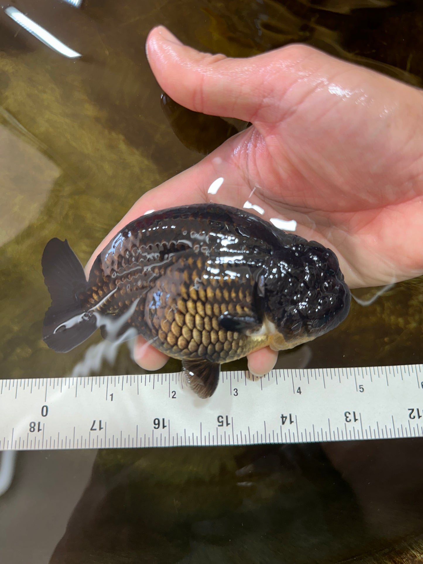 A Grade CHUNKY Black LionKing 4.5-5 inches #062025LC_04