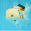 MARSHMALLOW Red White Oranda Male 5.5 inches #040326OR_16