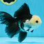 FLUFFY Panda Oranda Male 5-5.5 inches #091925OR_04