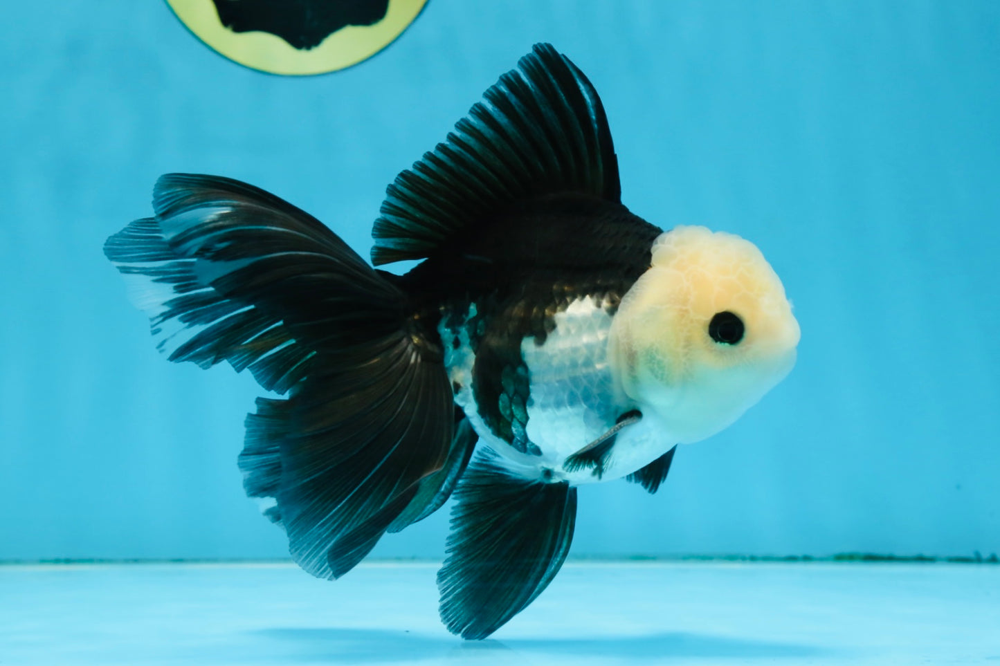 FLUFFY Panda Oranda Male 5-5.5 inches #091925OR_04