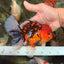 A Grade Tiger Oranda Male 6-6.5 inches #072426OR_20