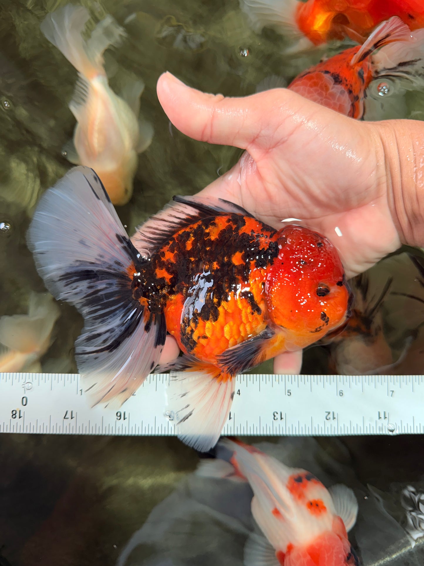 A Grade Tiger Oranda Male 6-6.5 inches #072426OR_20