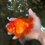 AAA Grade Red White Oranda Male 5.5 inches #080726OR_10