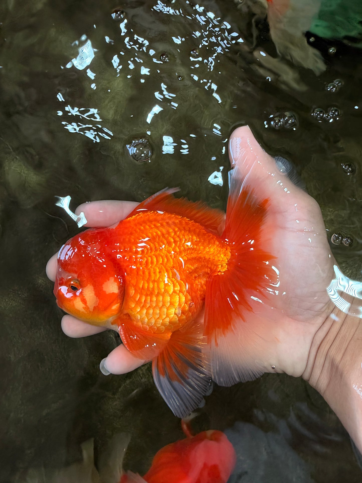 AAA Grade Red White Oranda Male 5.5 inches #080726OR_10