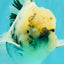 A Grade White Tiger Oranda Male 7 inches #082126OR_15