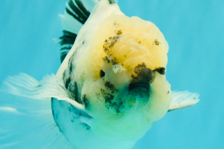 A Grade White Tiger Oranda Male 7 inches #082126OR_15