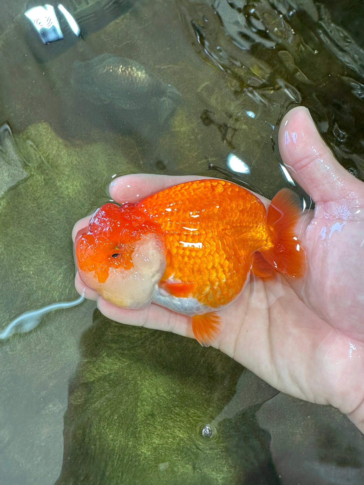 SUPER NUGGET A Grade Chubby Belly Red White LionQueen 4-4.5 inches #062025LC_11