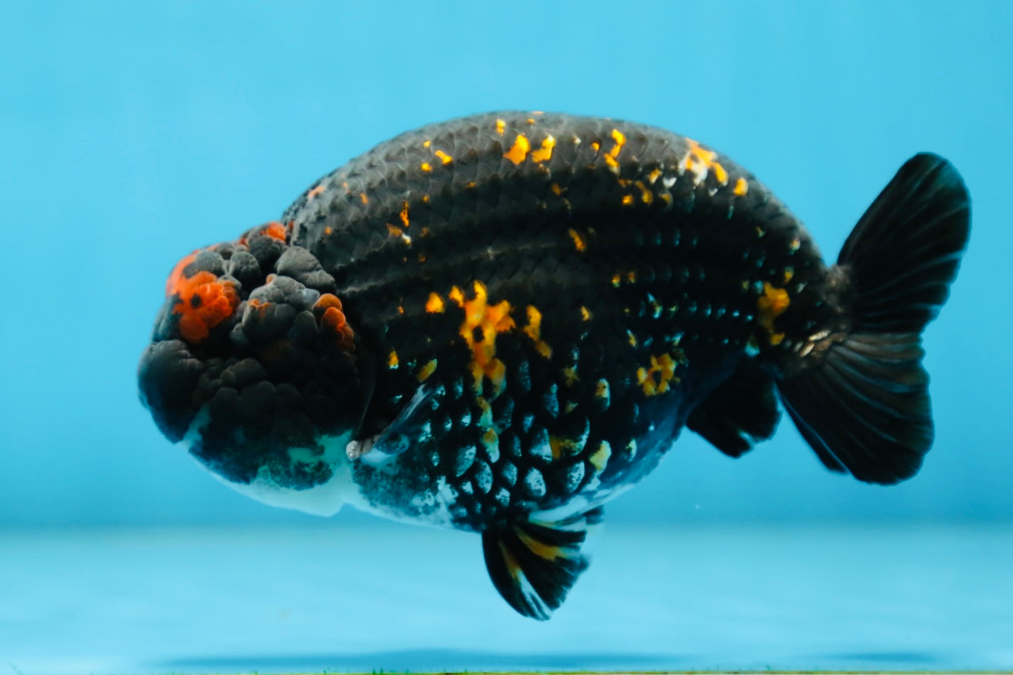 AAA Grade SPECIAL Tiger LionKing 5 inches #082925LC_02