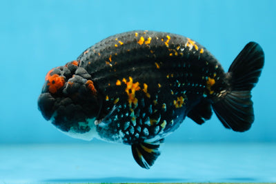 AAA Grade SPECIAL Tiger LionKing 5 inches #082925LC_02