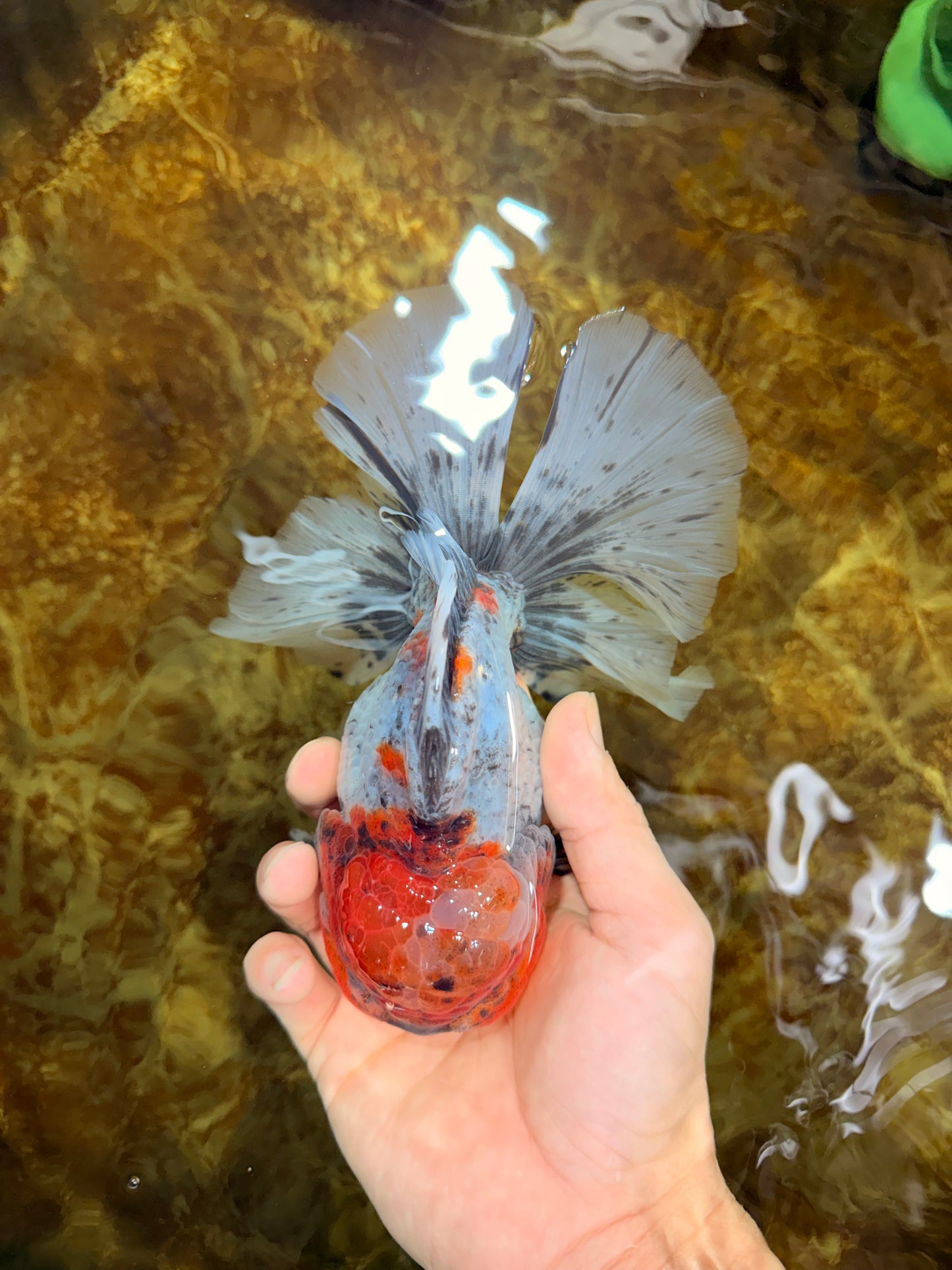 A Grade Calico Kirin Oranda Male 6-6.5 inches #121925OR_12
