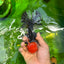 A Grade Tricolor Tomato Head Oranda Female 5.5 inches #0628OR_11