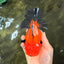 AAA Grade Apache Oranda Female 5.5-6 inches #071026OR_25