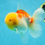 AAA Grade Sakura Oranda Male 4.5 inches #050925OR_52