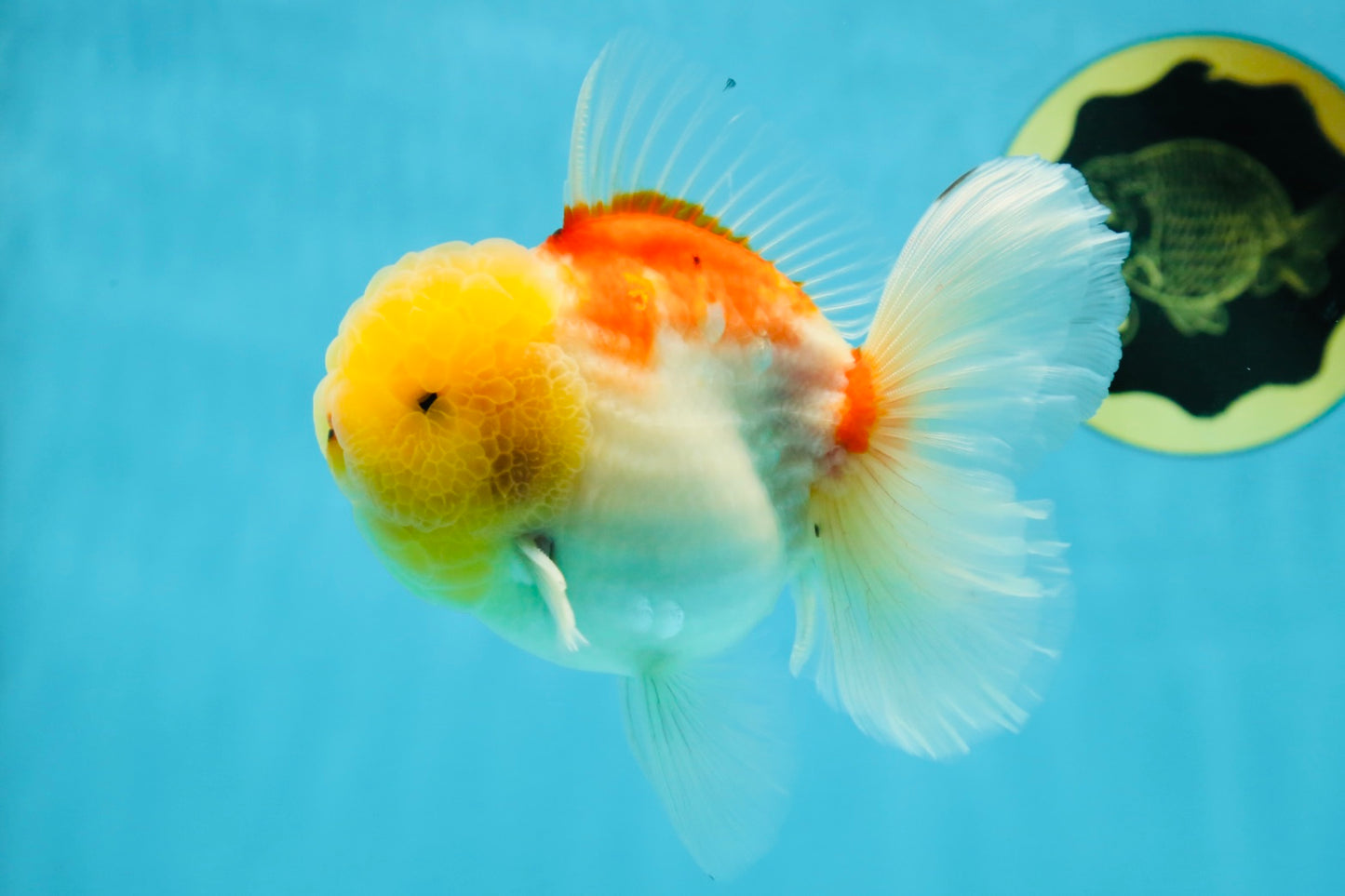 AAA Grade Sakura Oranda Male 4.5 inches #050925OR_52