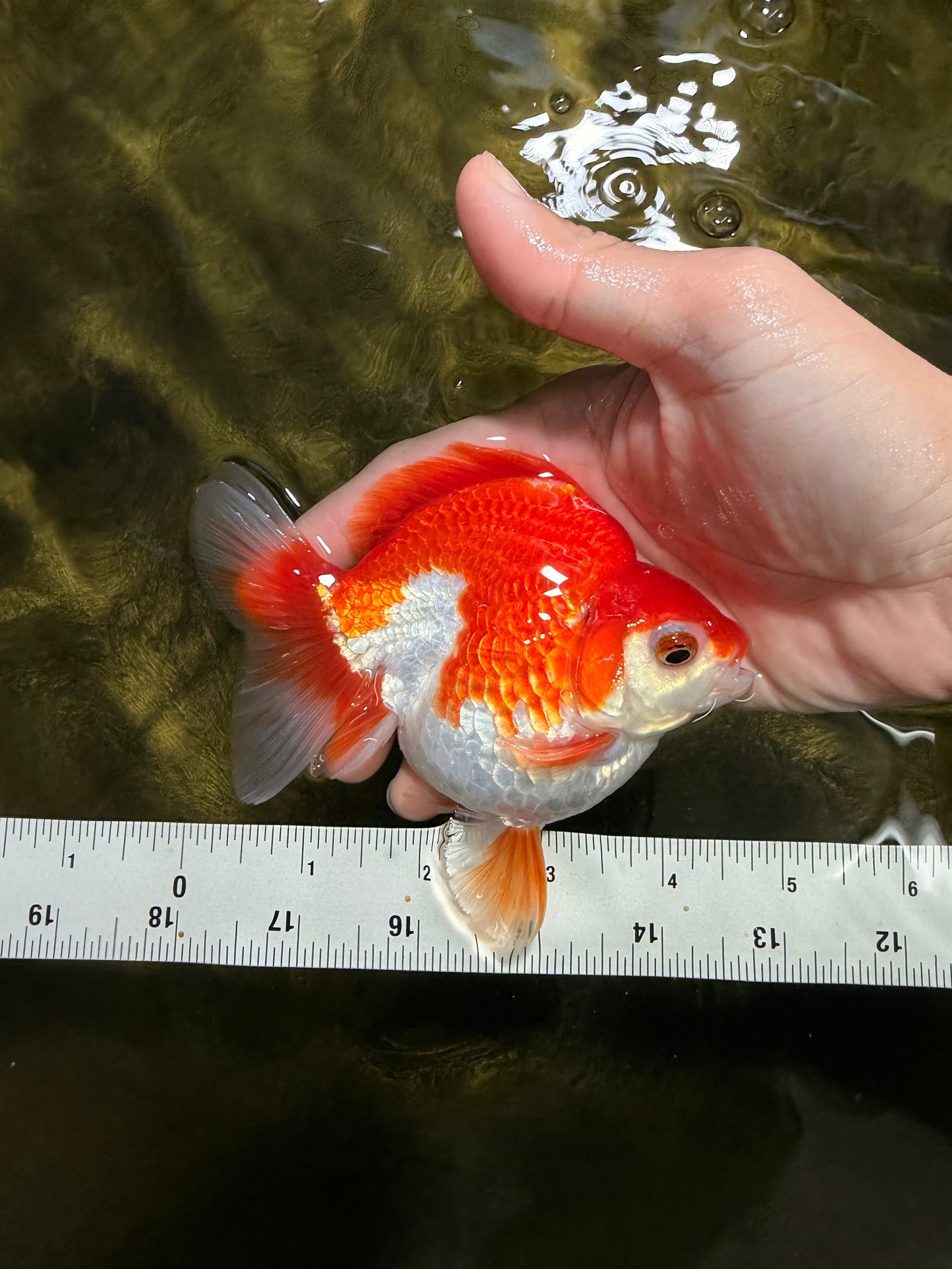 A Grade Red White Ryukin Male 4.5 inches #111425RK_11