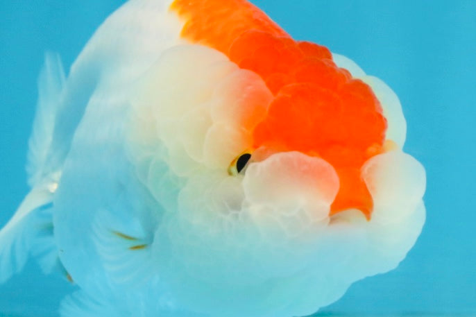 FLUFFY WEN AAA Grade Red White LionQueen 4 inches #112825LC_08