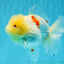 BEAUTY A Grade Red White Oranda Female 5.5 inches #040326OR_06