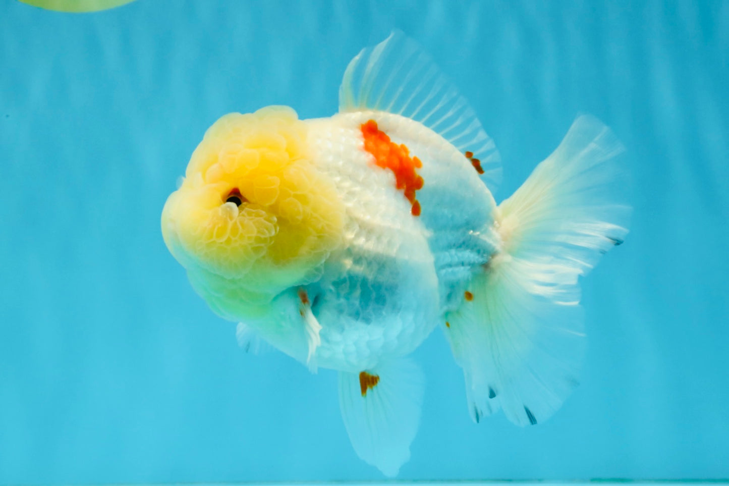 BEAUTY A Grade Red White Oranda Female 5.5 inches #040326OR_06