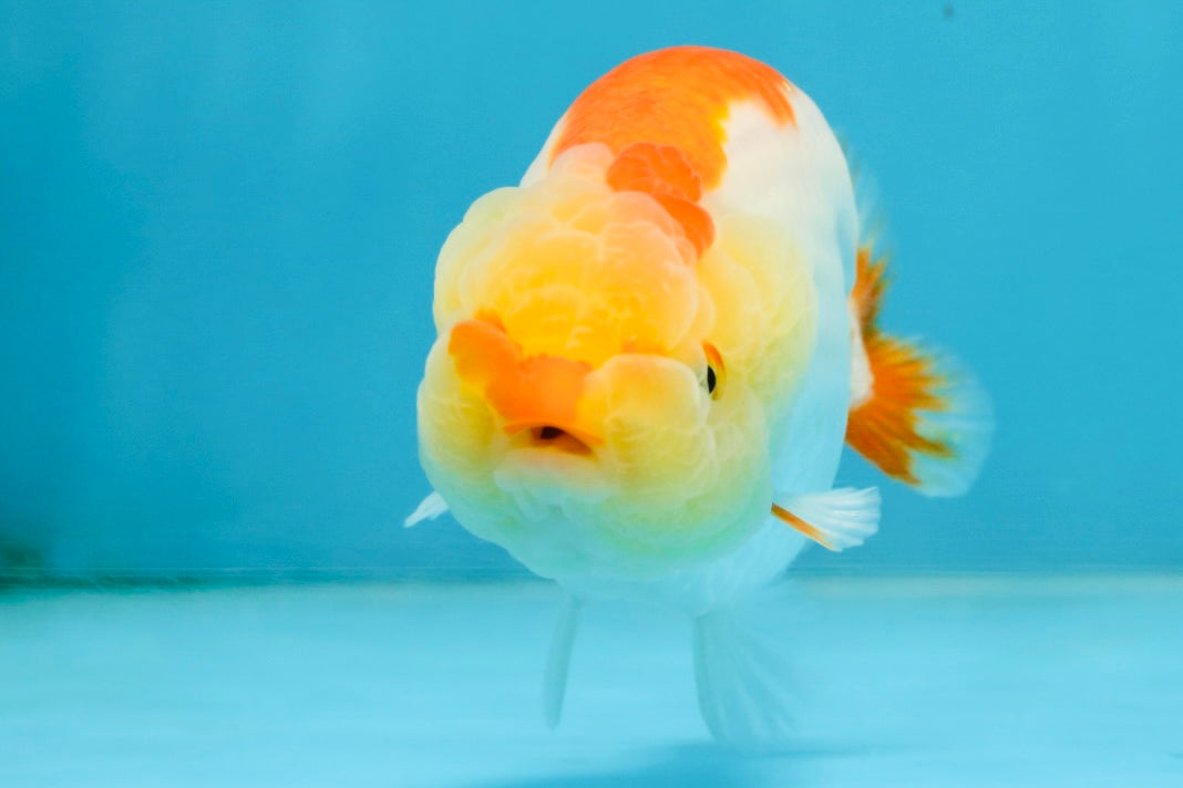 A Grade Young Red White LionQueen 4 inches #101025LC_03