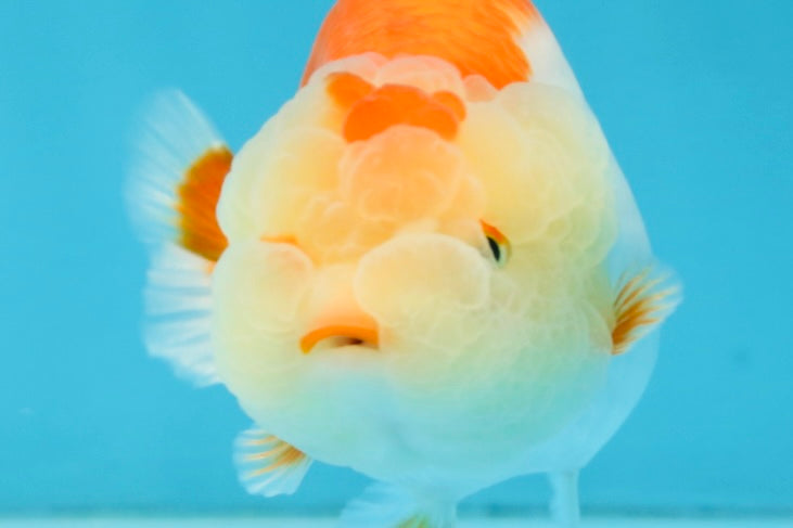 AAA Grade Young Red White LionQueen 4 inches #101025LC_05