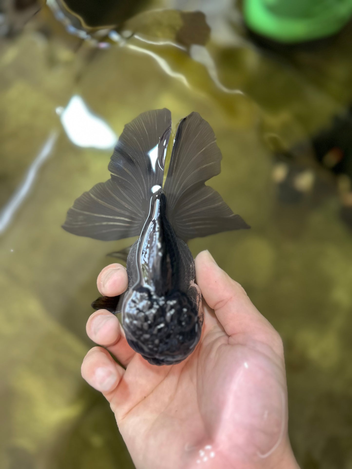 Chubby Cheeks Panda Oranda Male 5 inches #050225OR_06