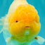 SUPER WEN AAA Grade White Yuanbao Male 5.5-6 inches #100226YB_09