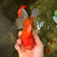 A Grade Red White Oranda Male 5.5-6 inches #091826OR_03